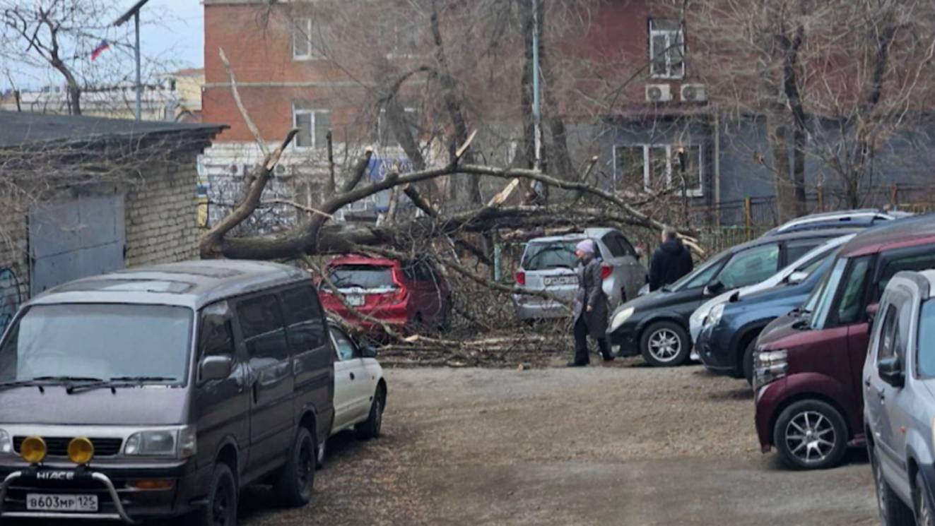 Валит заборы и деревья: непогода бушует во Владивостоке