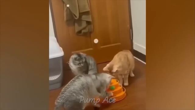 Смешные животные