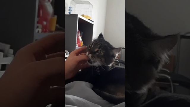 мой котик🩷
