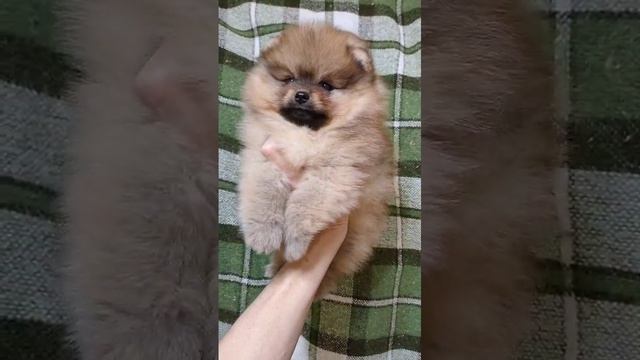 Щенки Померанского Шпица