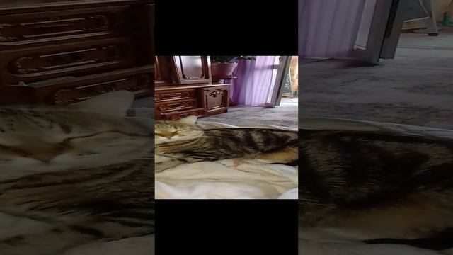 Нюся