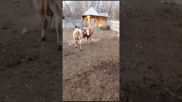 Домашние блогеры серия 28