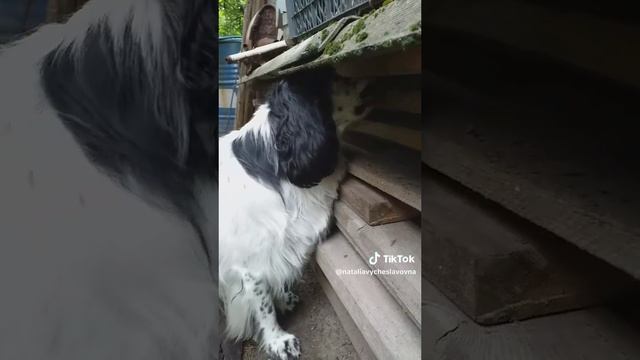 Кто там?...)))