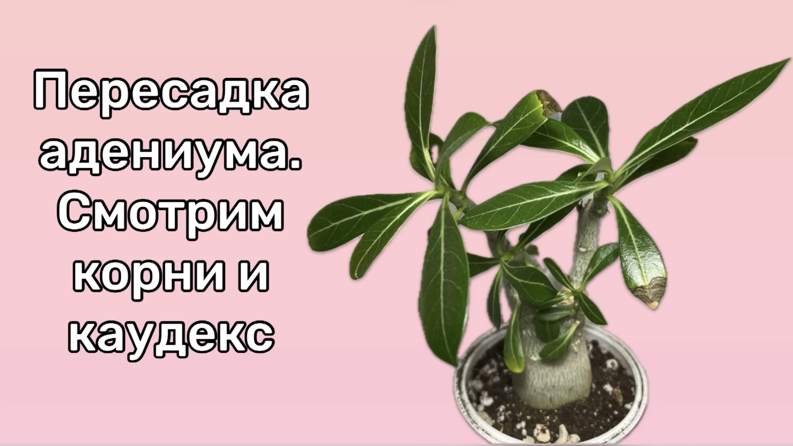 Пересадка годовалого адениума. Какие красоты скрывала земля? Как зараженные червецом? 26.11 2024