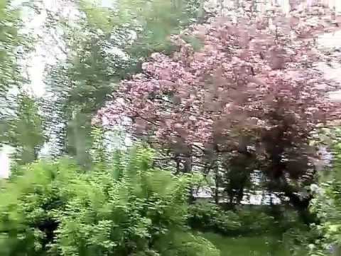 Цветущая дикая яблонька.