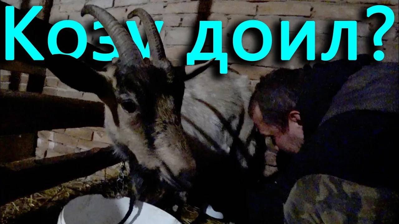 Первый раз дою козу, получится_ Енот вернулся домой!