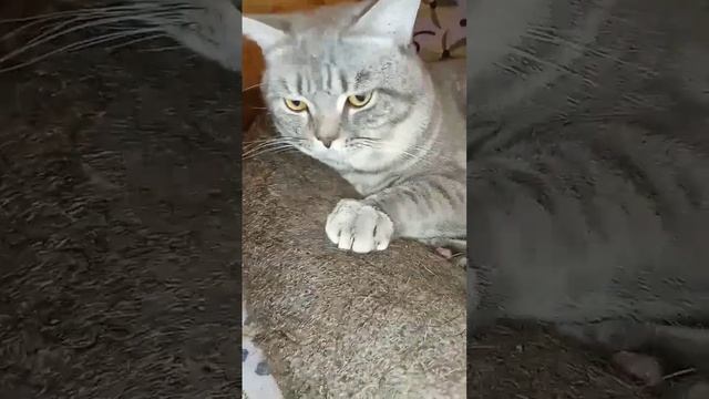 Слышишь меня,Человек?котик Сеня