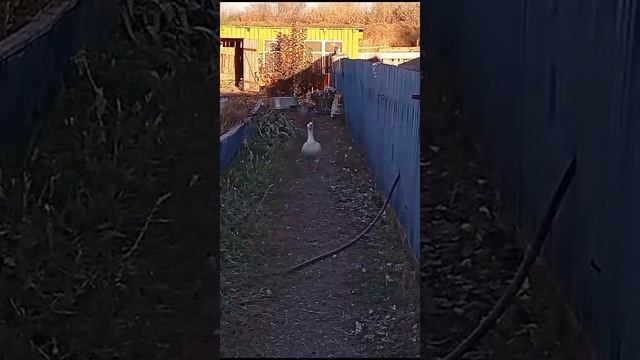 Домашние блогеры серия 22