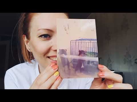 История про всех моих крыс🐀🐀🐀🐁Звёздочка,Маня,Снежок,Медвежонок-Дамбо.