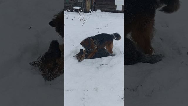 немецкие овчарки
