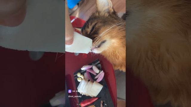 Кот и сало