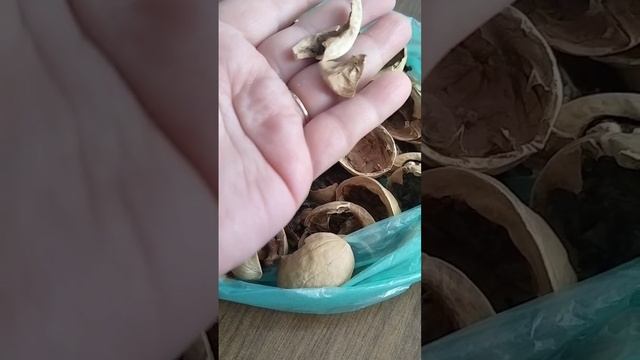 А как вы используете это для своих комнатных растений?