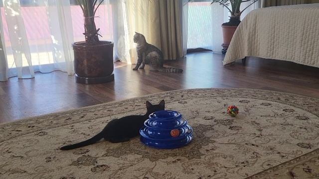 Чёрное и белое. Black and White