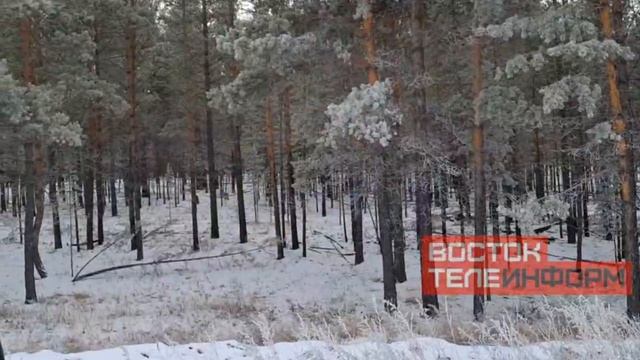 🐺Просто волки возле Хоринского тракта