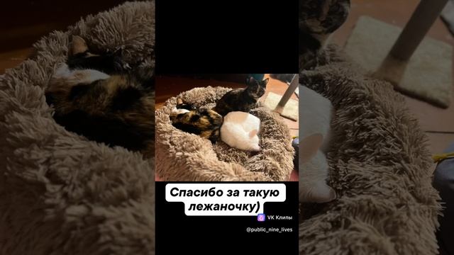 Большая помощь приюту для котов