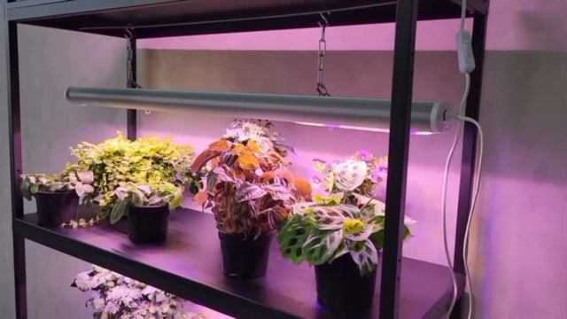 Фитолампы от Красивой грядки 🌱