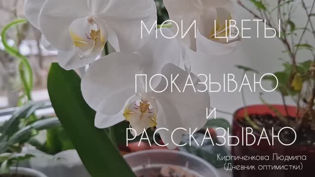 Мои цветы; Показываю и рассказываю; Куда столько цветов? А мне ещё больше хочется