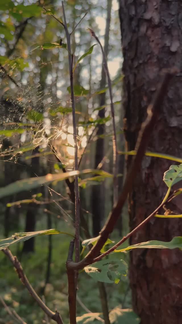 Лето в лесу