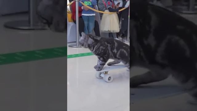 это самый быстрый скейтбордист в истории котиков!