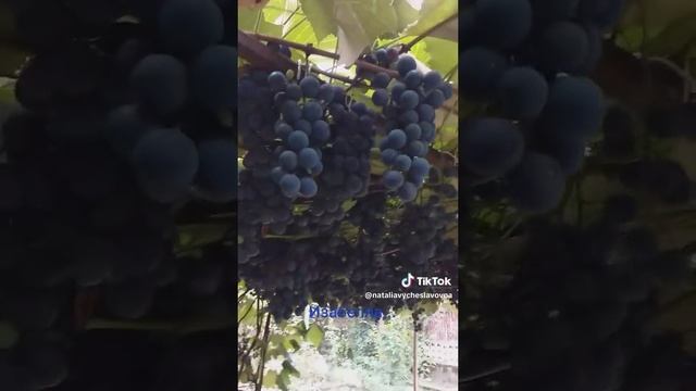 Виноград Изабелла в Беларуси.