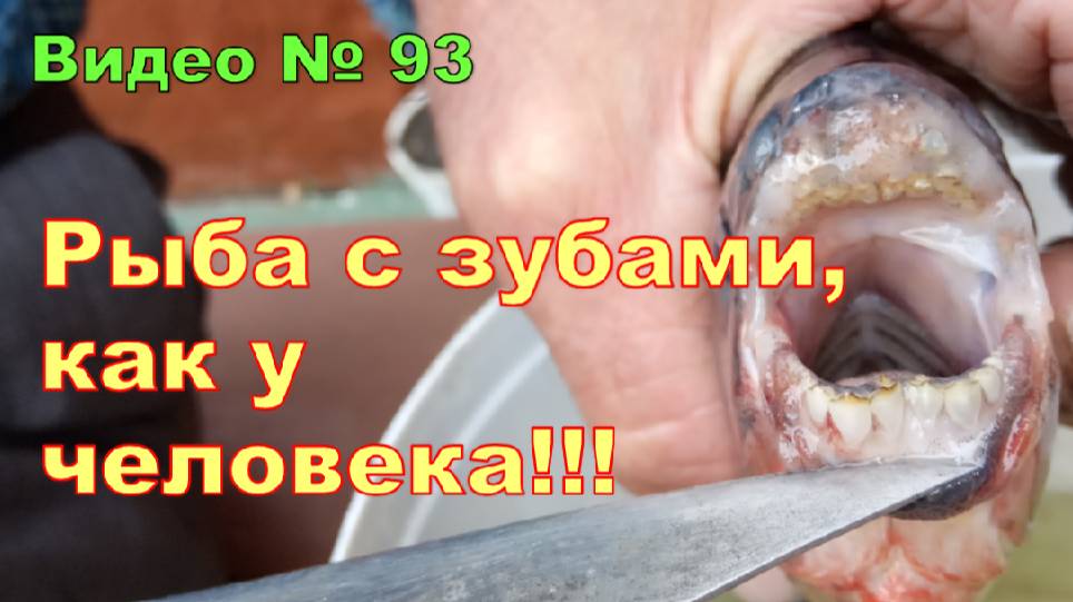 Рыба с зубами как у человека!!! Была поймана на Южном Урале в карьере.Анонс.