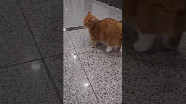 cat dance