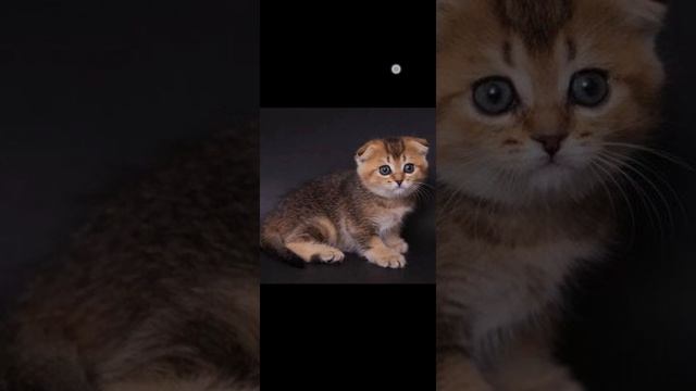 спасибо за 7 подписчиков я вас люблю❤😘