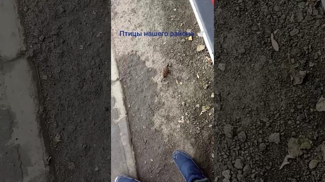 Птицы нашего района