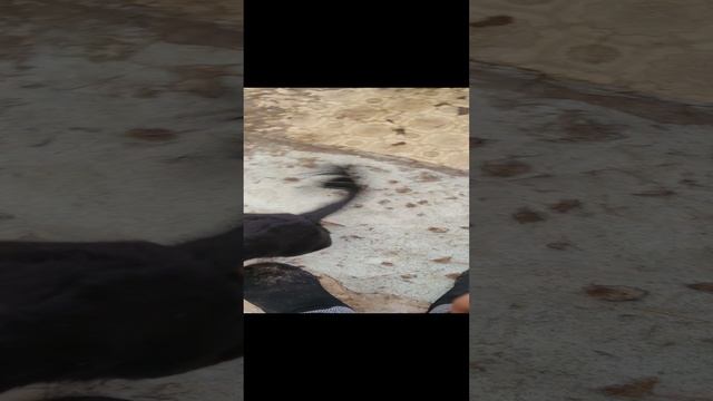 Не могу заработать себе на лекарства, потому что постоянно трачу деньги на помощь хвостикам.