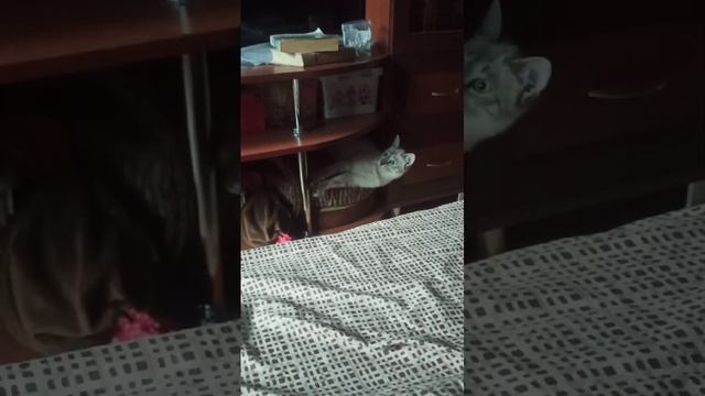 Лунчара под телевизором