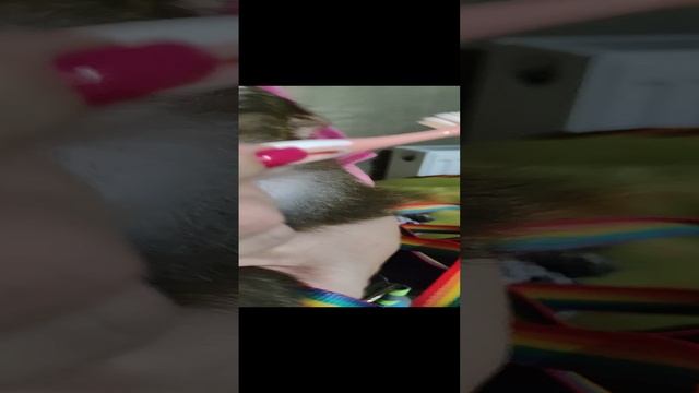 макака резус чистит зубы