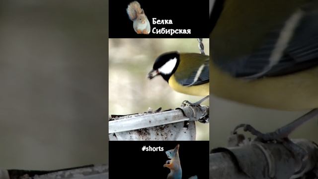 Птицы разбирают по очереди семечки