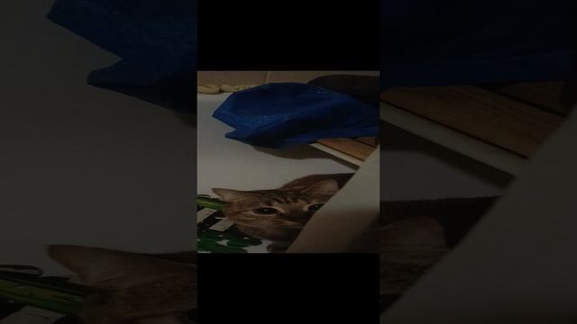 Сильвуша резвится в ванной