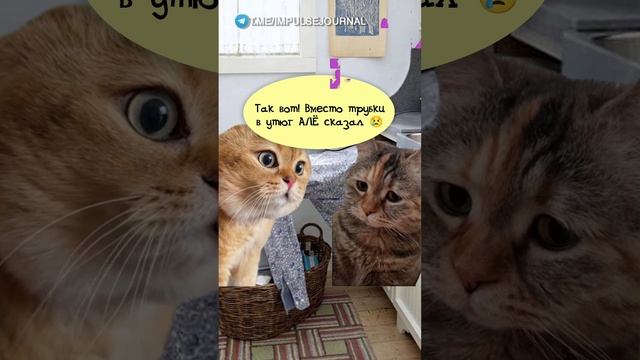 Догладился #мыкотики #вмем #разговор #анекдот #шутки #кот #юмор #смешное #прикольно #мемы #cat
