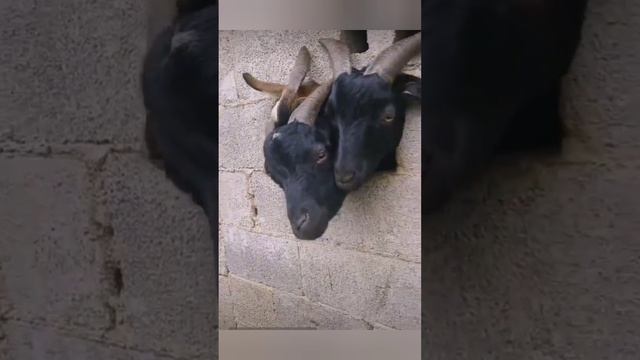 Козлы!!! 🐐 Ну вот, как так-то можно застрять?!?? 🤣 🤷♂ #козы #козлы #животные bayoun.ru