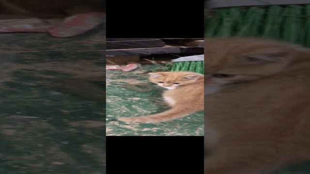 Рыжий котёнок