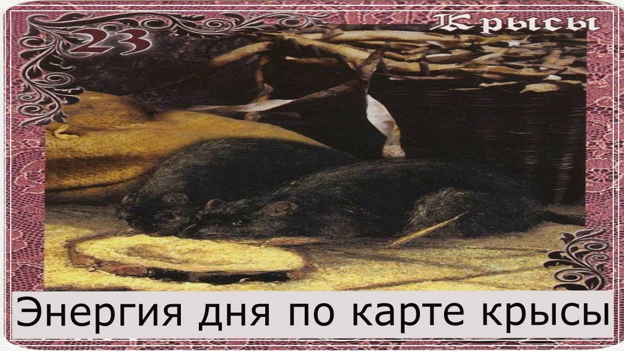 Энергия дня по карте крысы.