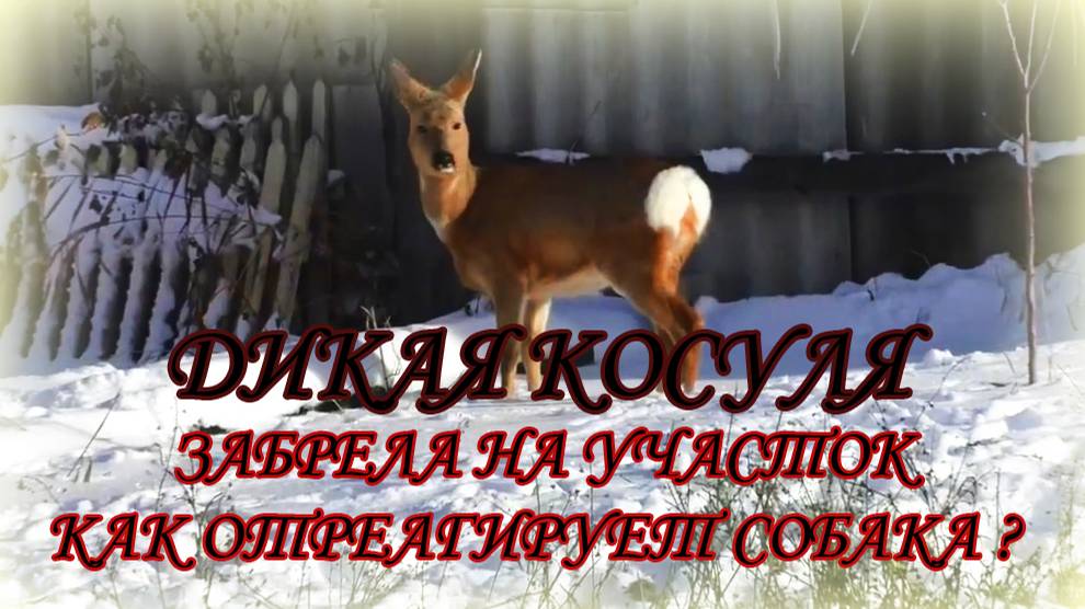 Дикая косуля забрела на участок.Как поведёт себя при контакте с собакой?