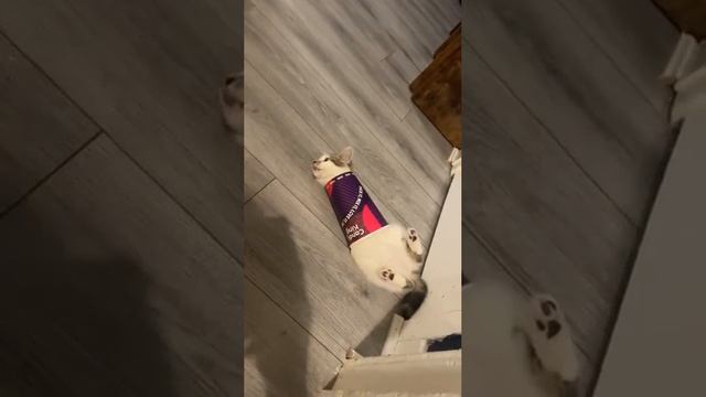 "Заберите свой котучино" или "Ловушка Джокера"