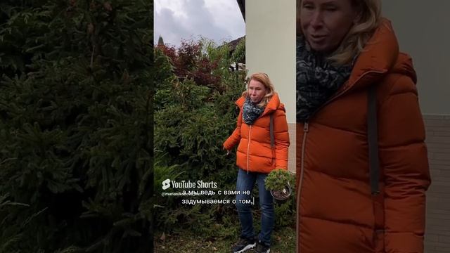 Про ель «Пуш» на штамбе.