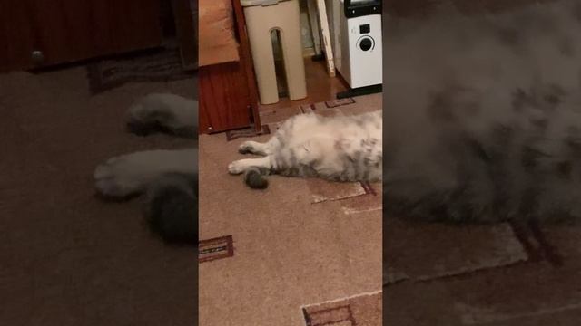 #котики #юмор #животные