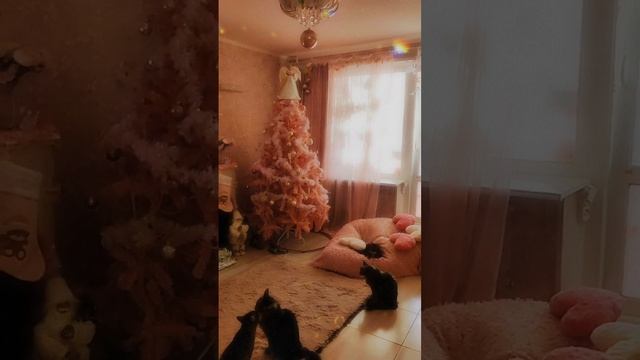 Когда в окно случиться солнышко