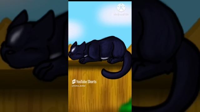 кот