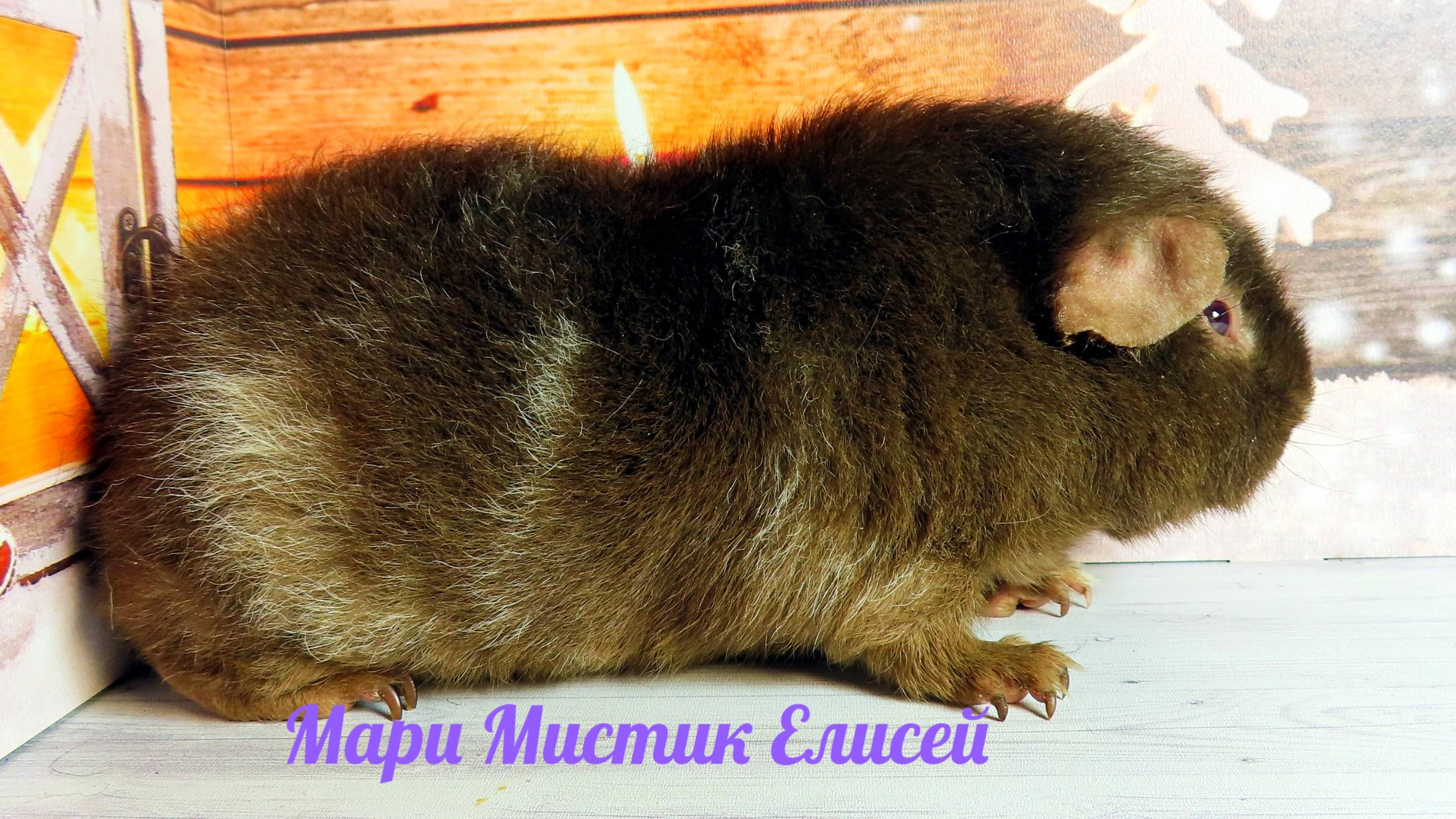 Мари Мистик Елисей #морскаясвинка #американский_тедди #морские_свинки