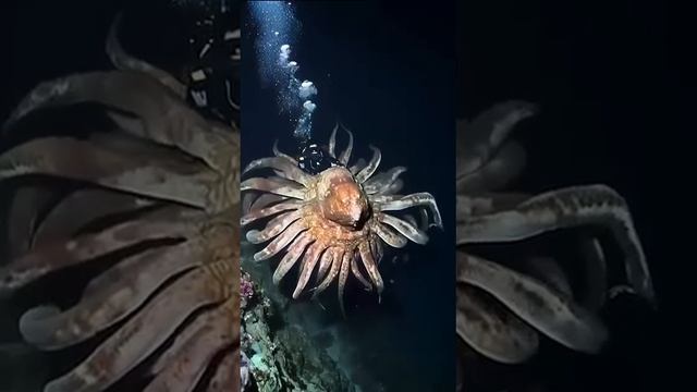 VID_20241126_191603_827.mp4