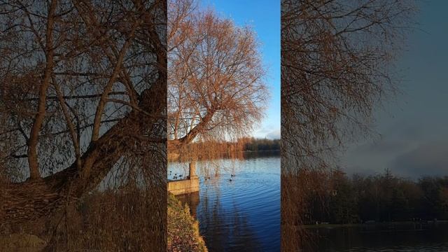 Екатерининский парк #travel #питер #природа #рек #санктпетербург #autumn #врек #nature #спб