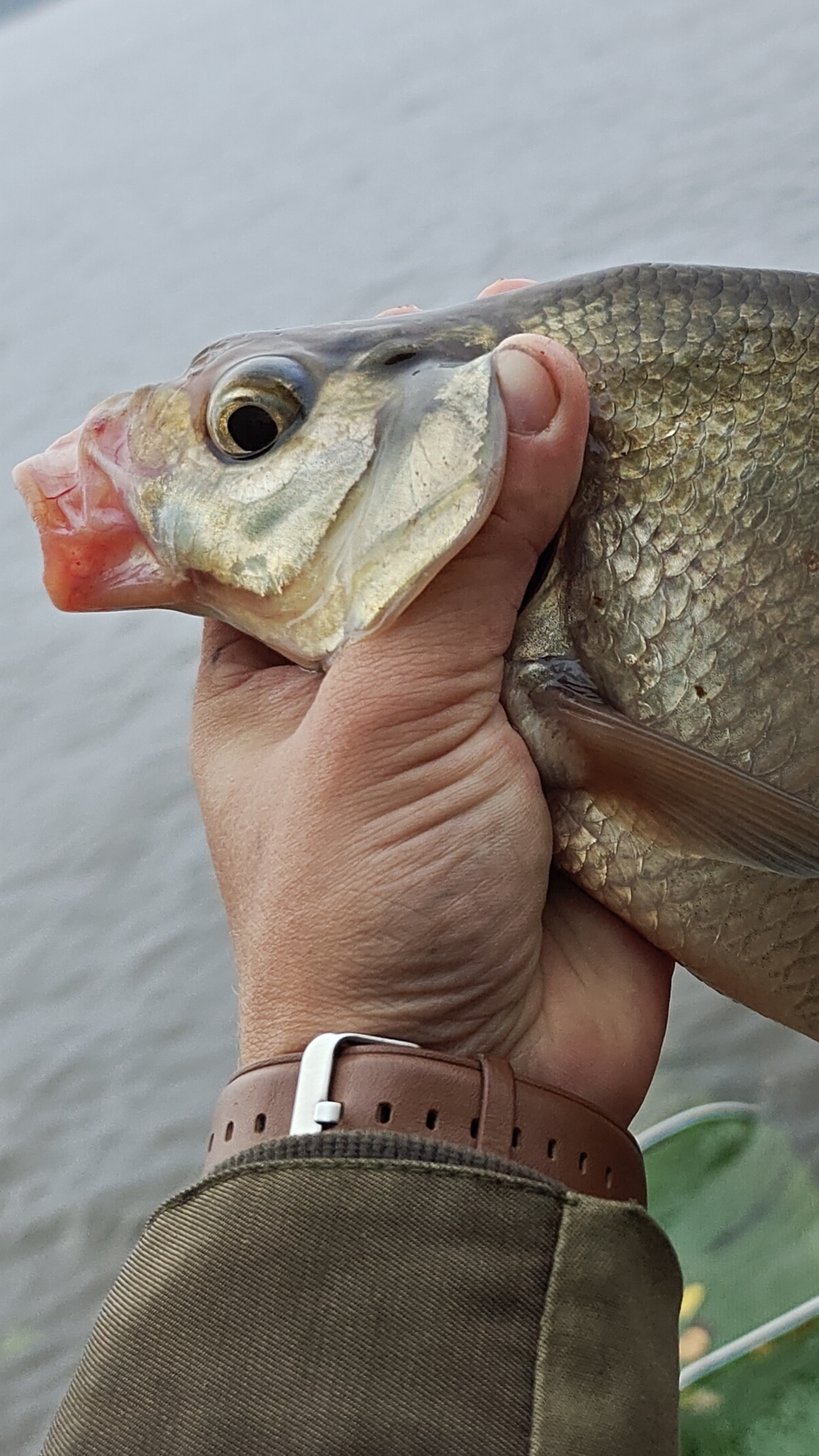 Воткнул крючек в руку. Бойкая густера.Соблюдайте ТБ.#лещ #fish #fishing #carp #рекомендации #рыбалка