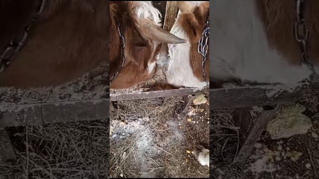 Домашние блогеры часть 16