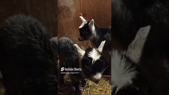 Малышня козья