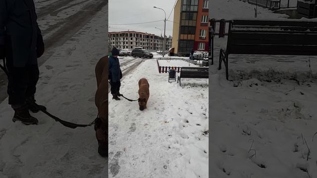 Ева и Джек в подмосковном жск Шолохове.